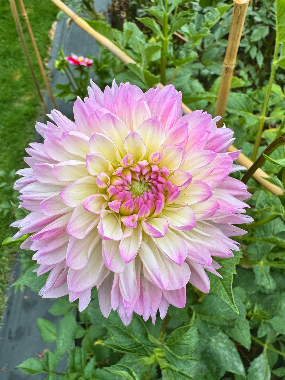 Sandia Melody
