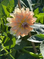 RM Peachy Pink