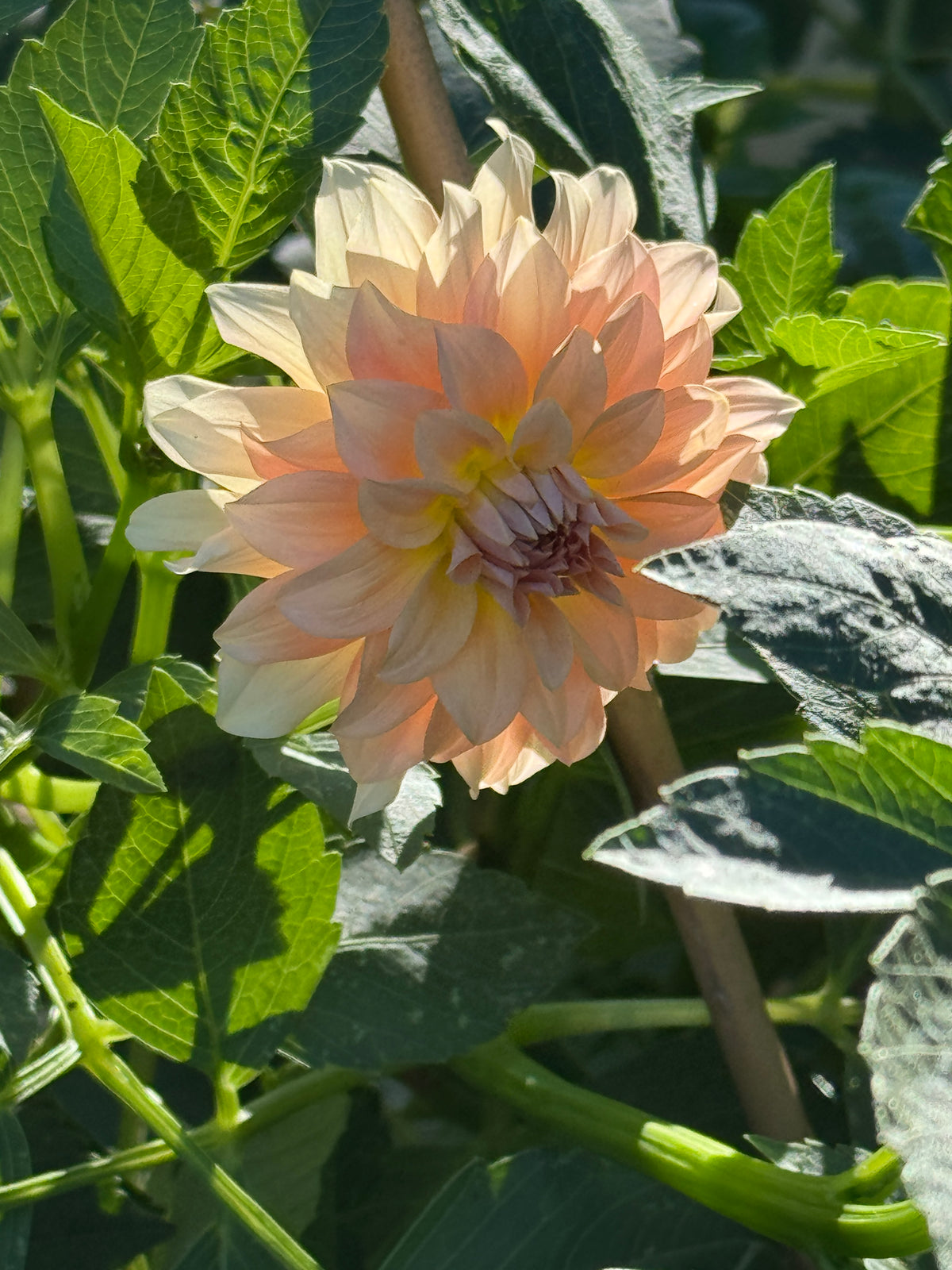 RM Peachy Pink
