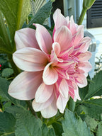 Florelie Antique