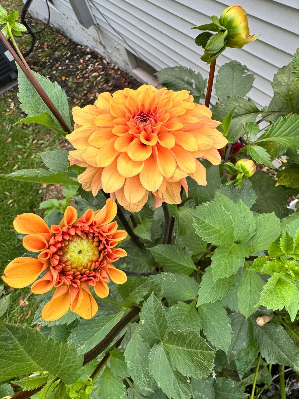 RM Summer Solstice