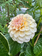 KA’s® Cinder Rose
