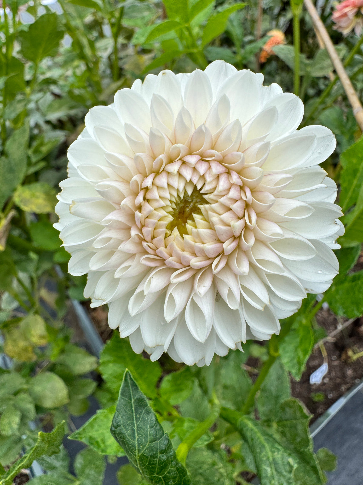 Ferncliff Pearl