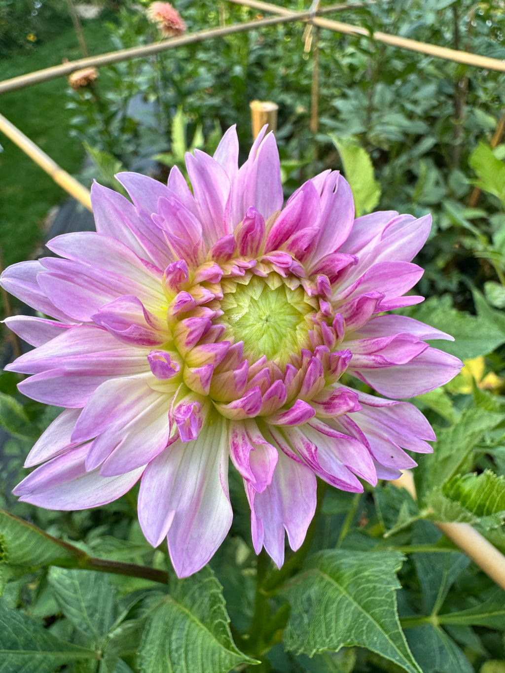 Sandia Melody