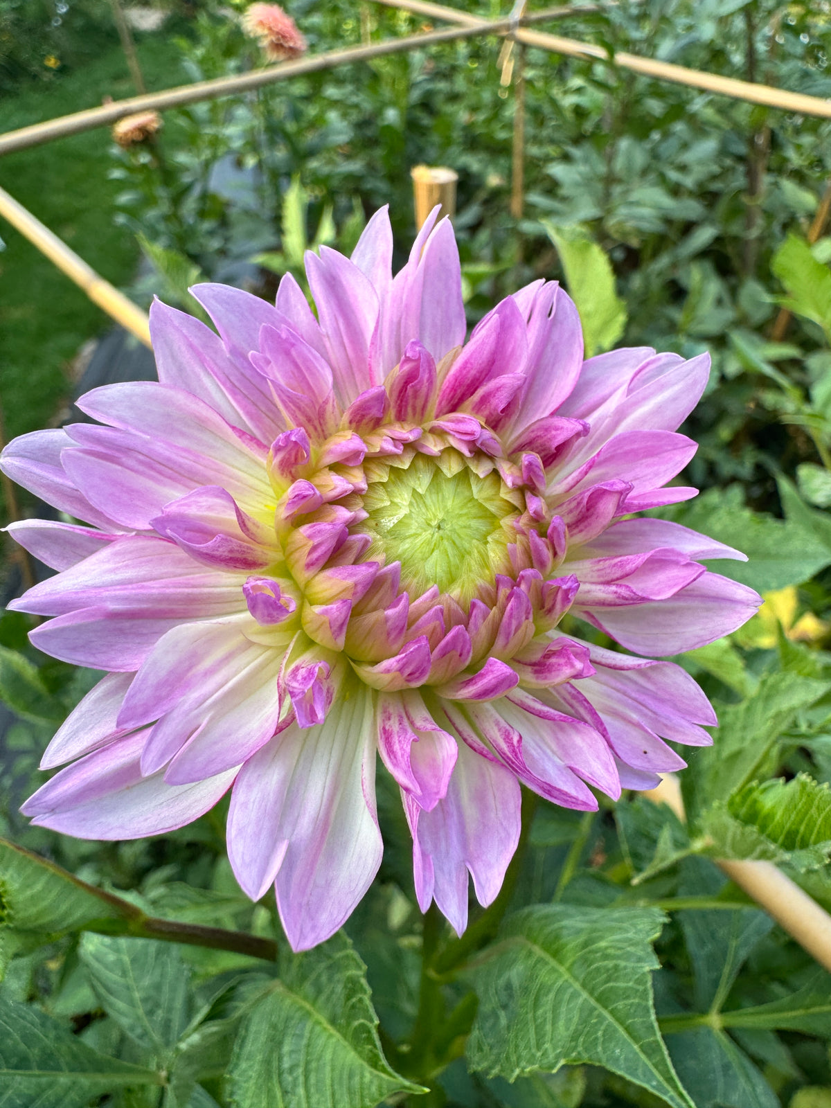 Sandia Melody
