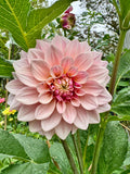 Florelie Antique