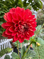 Babylon Red