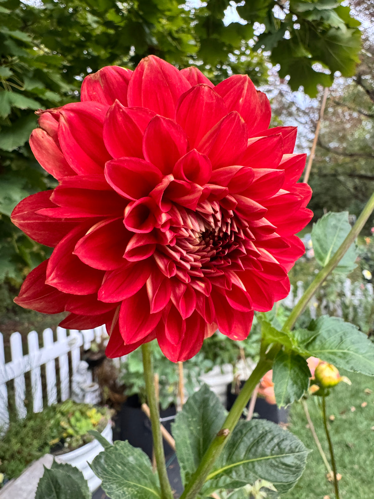 Babylon Red