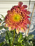 Skipley Spot of Gold