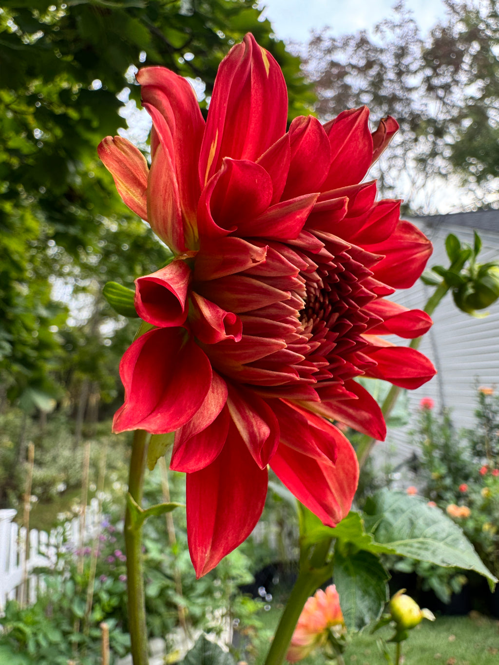 Babylon Red