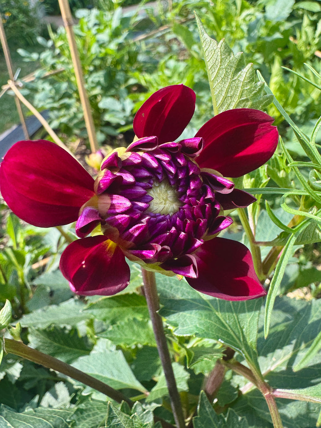 Sandia Bertha