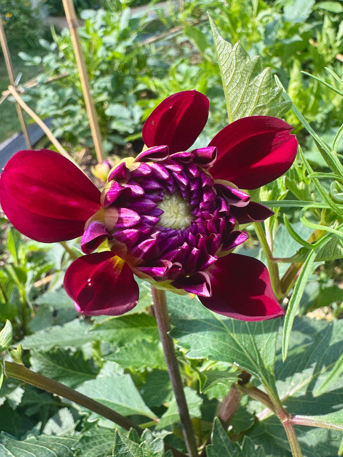 Sandia Bertha