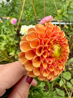 Amber Queen