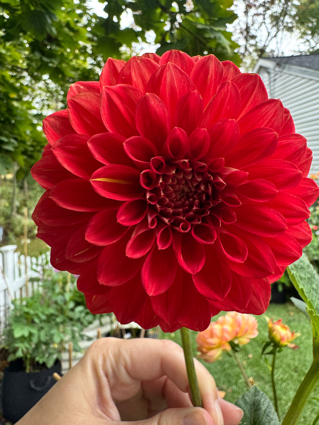 Babylon Red