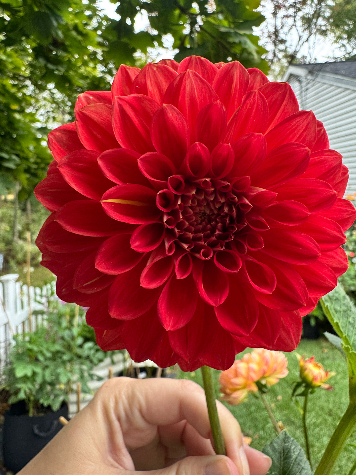 Babylon Red