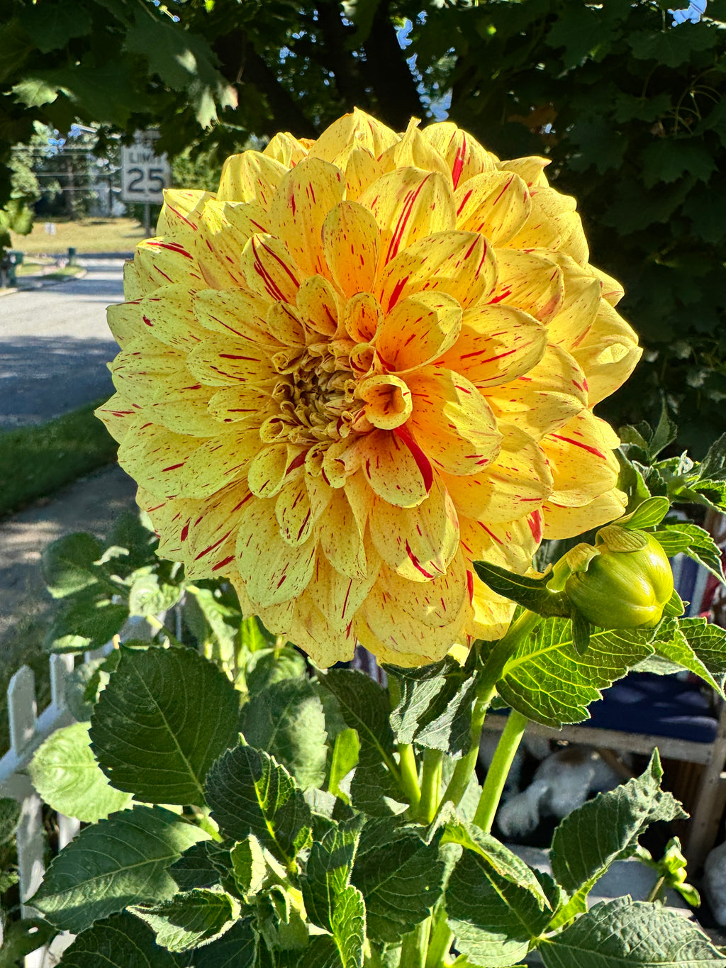 Gloriosa