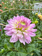 Sandia Melody