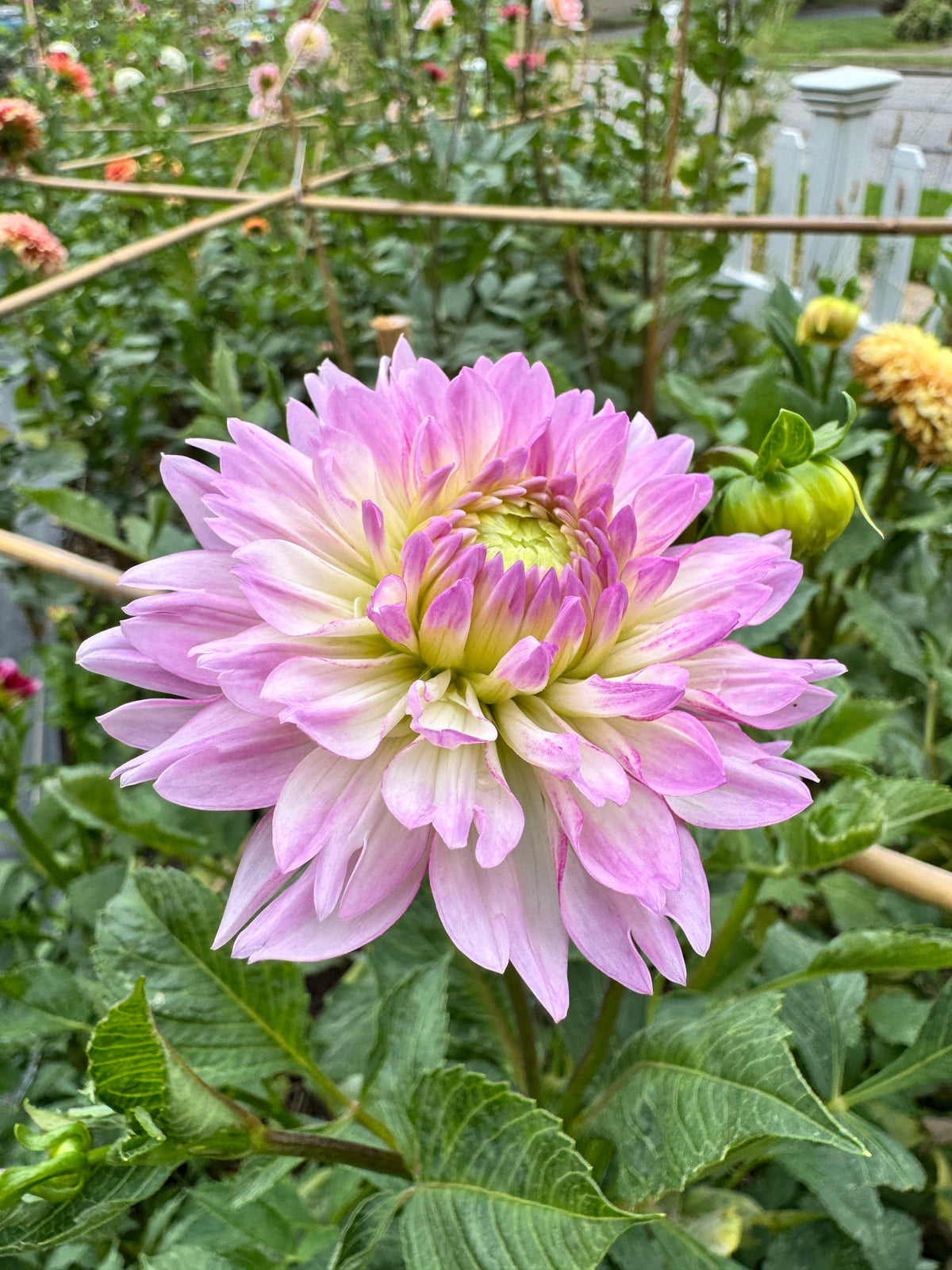 Sandia Melody