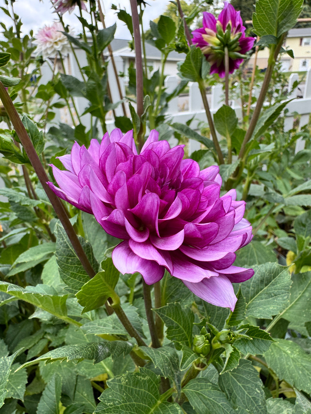 Blue Bell