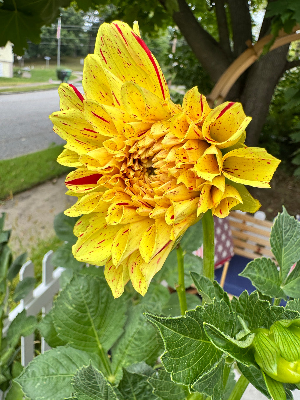 Gloriosa