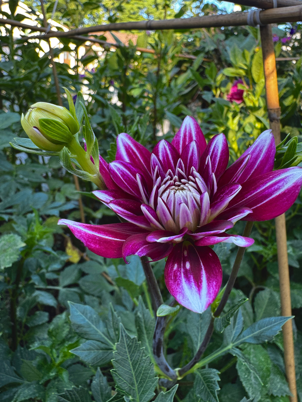 Hemisphere