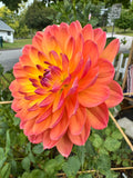 Pam Howden
