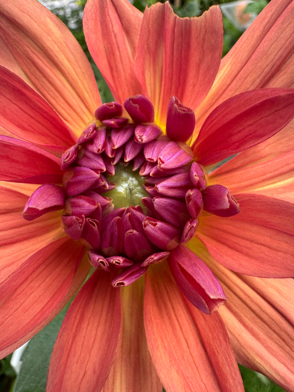 Dutch Pearl