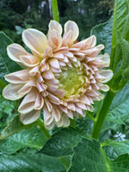 KA’s® Cinder Rose