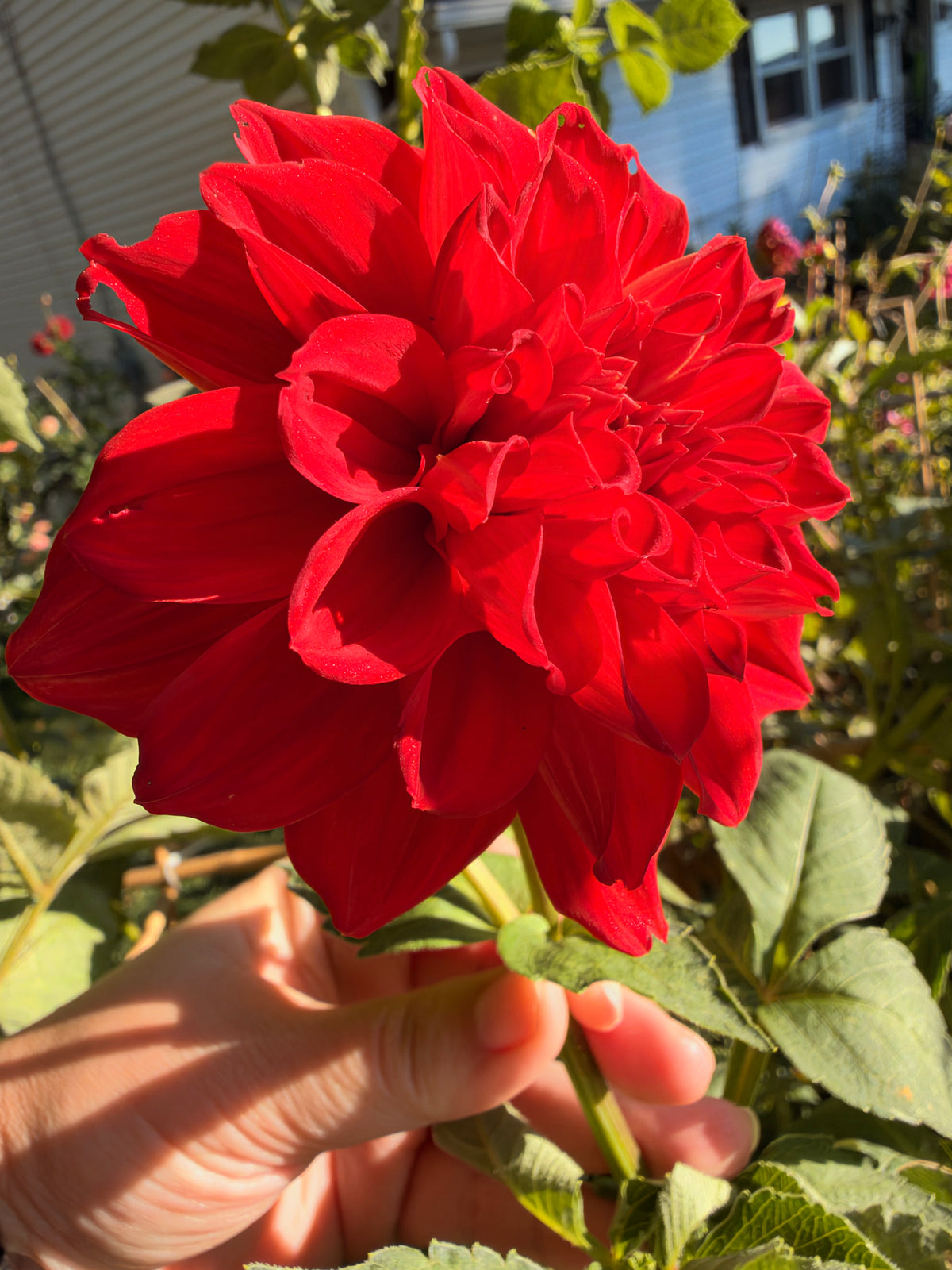 Babylon Red
