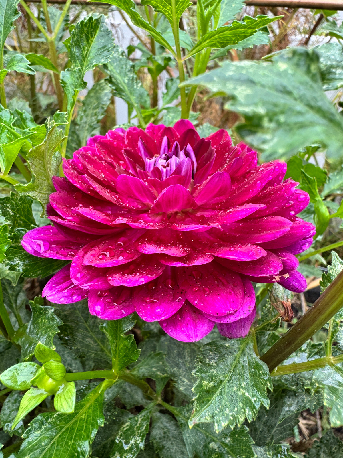 Sandia Bertha