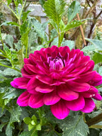 Sandia Bertha