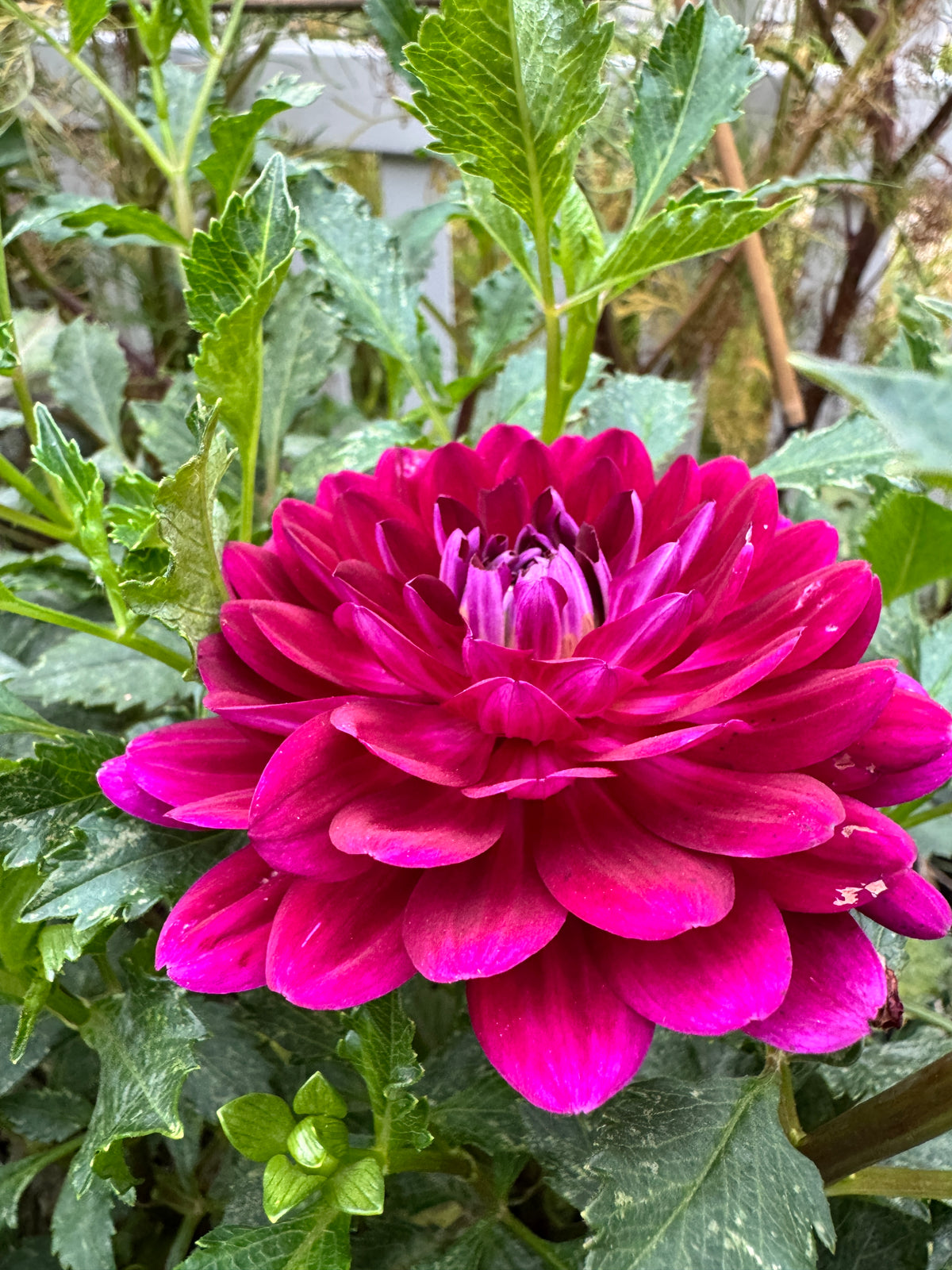 Sandia Bertha