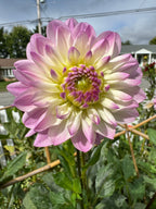 Sandia Melody