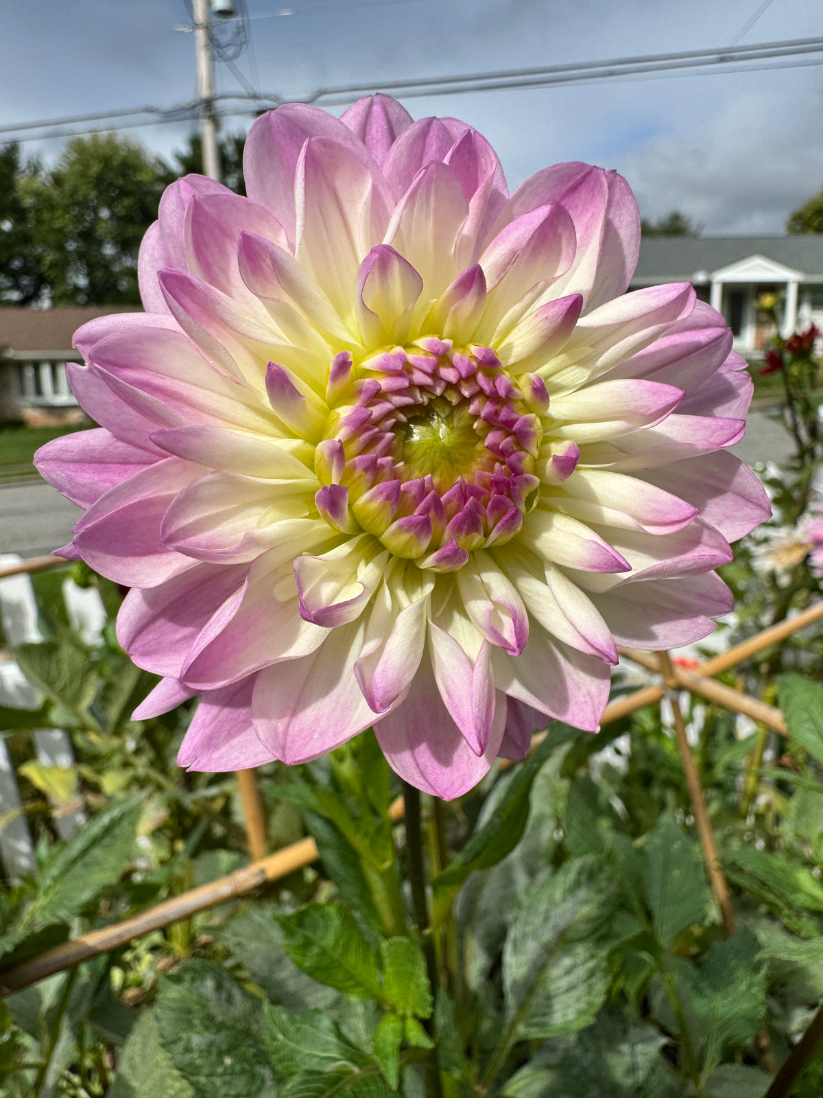 Sandia Melody