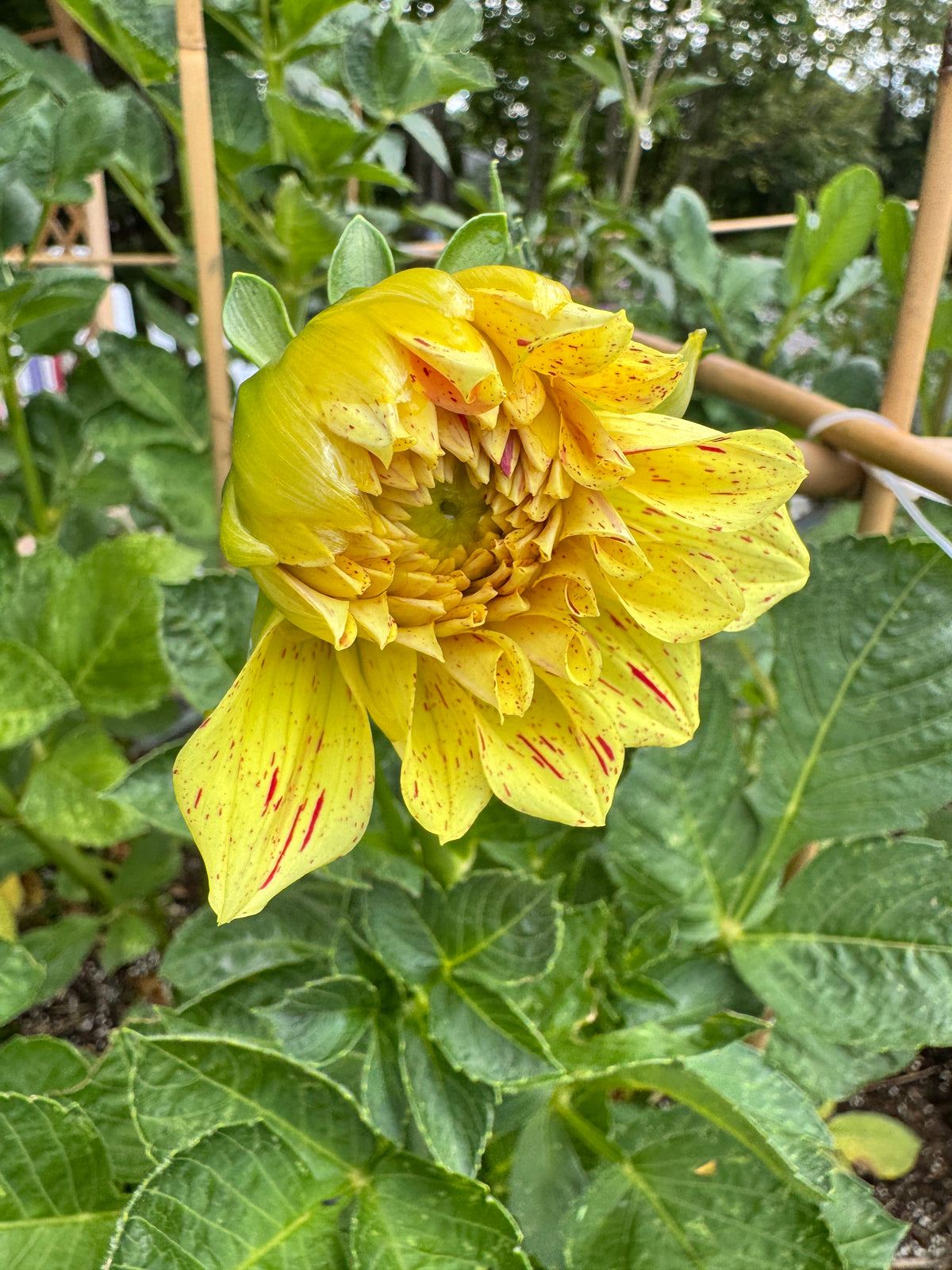 Gloriosa