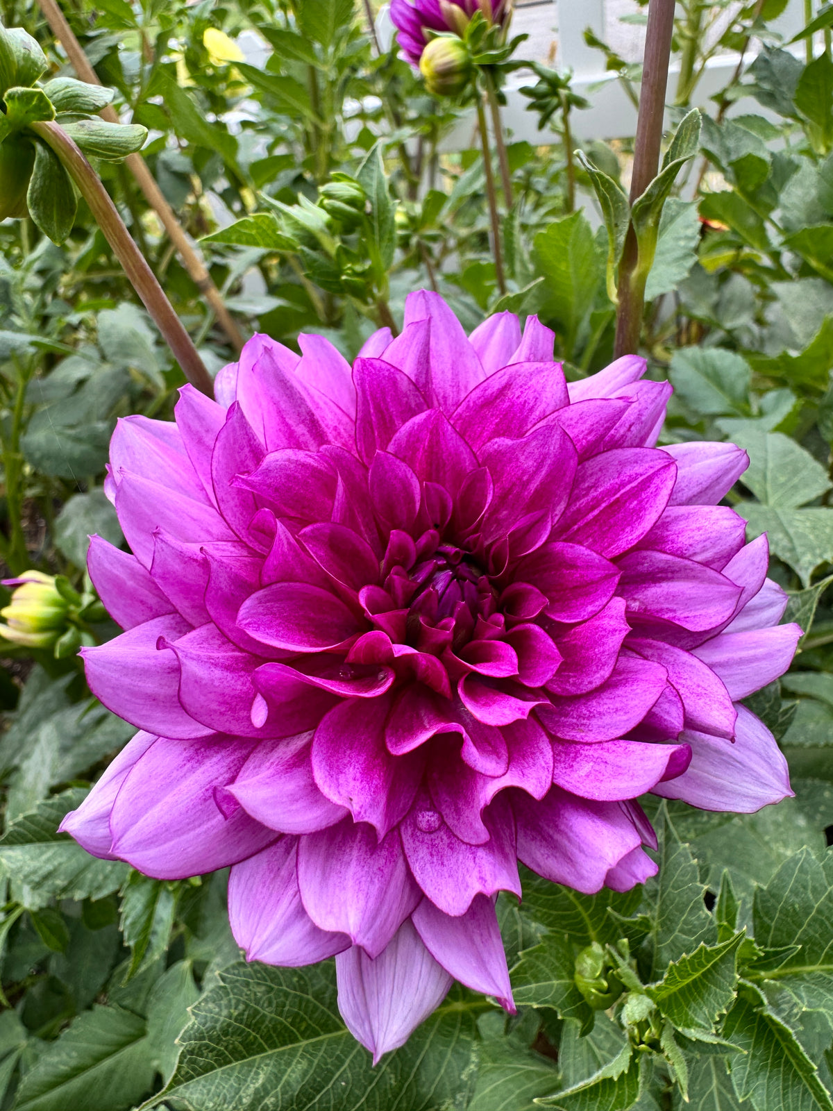 Blue Bell