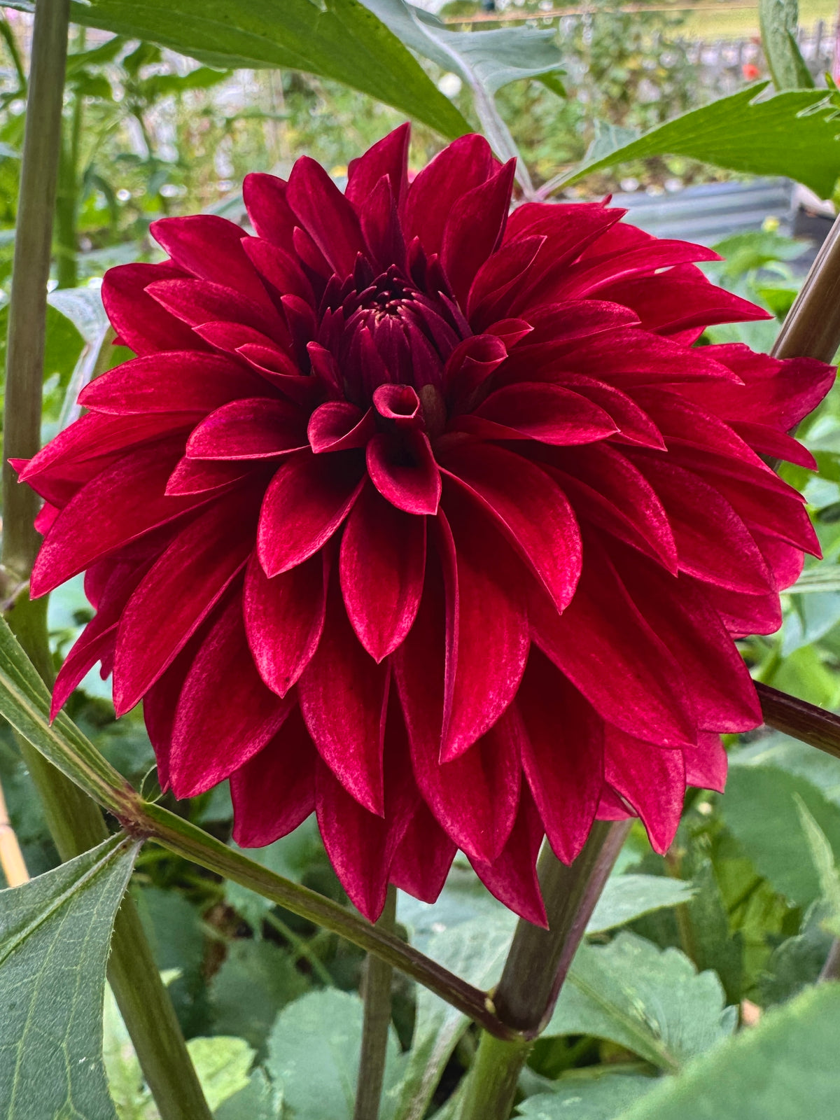 RM Dragon's Blood