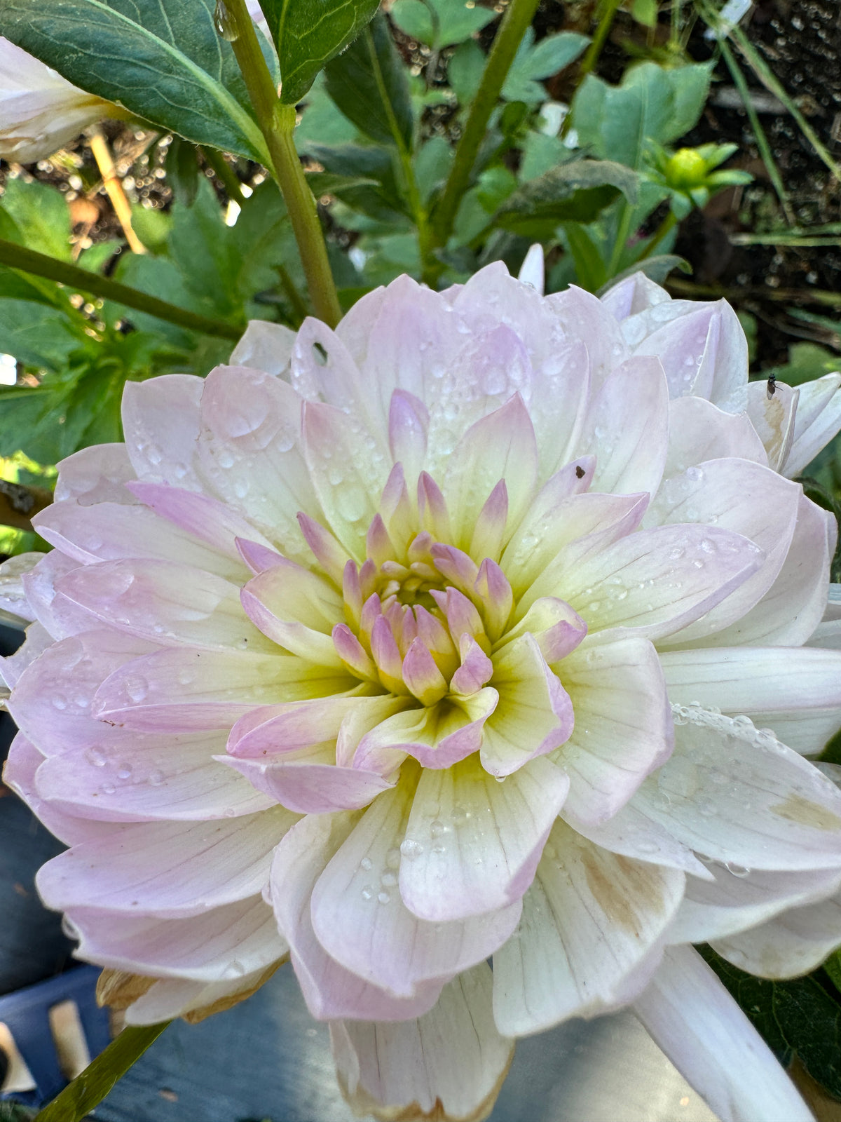 Hollyhill Lilibet