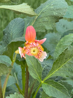 Sandia Candy Corn