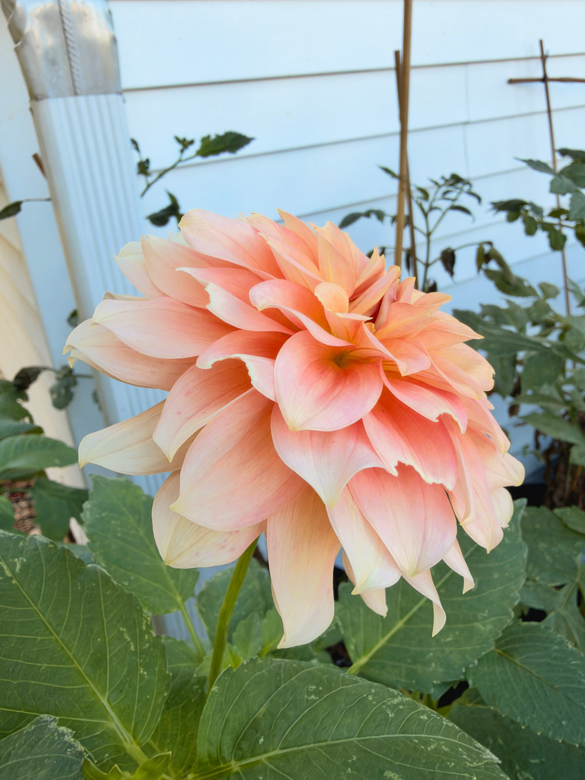 RM Peachy Pink