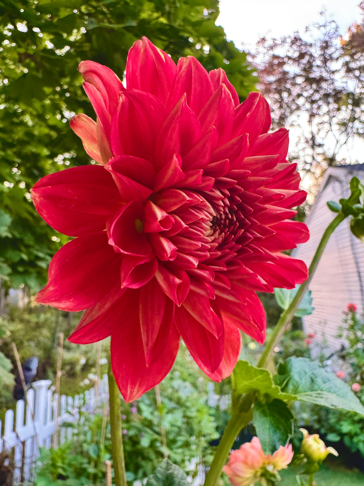 Babylon Red