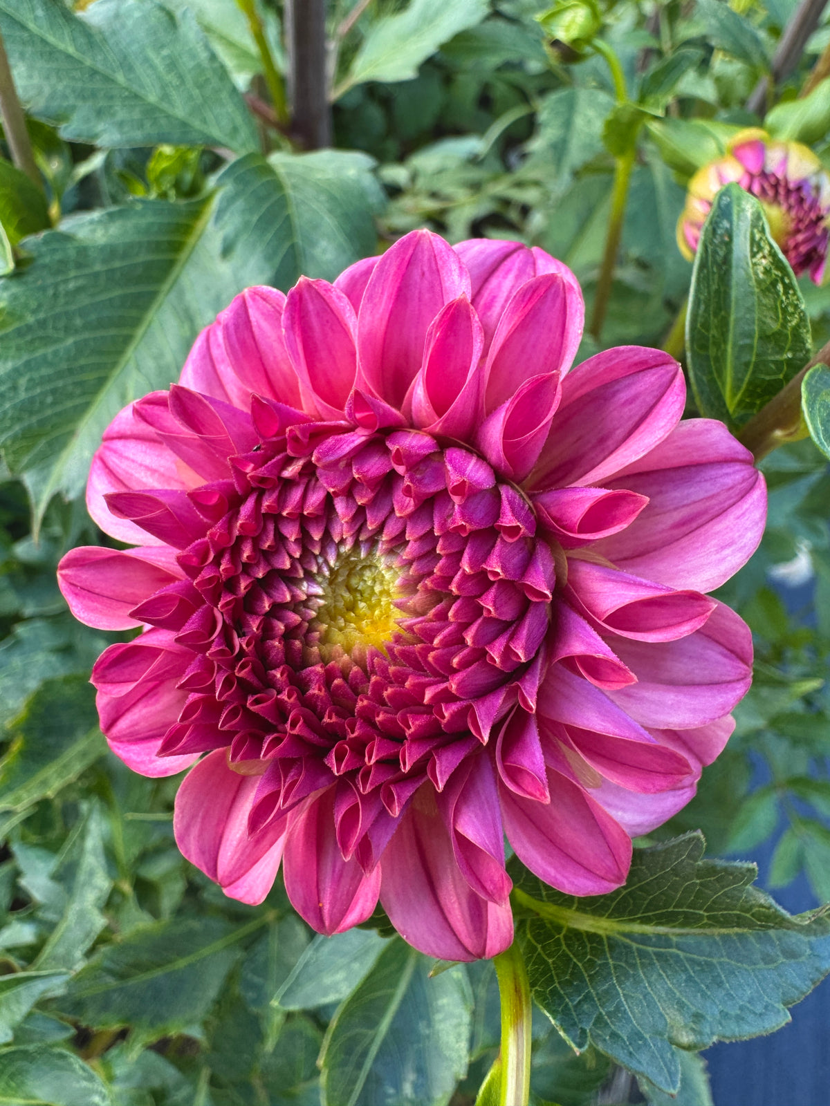 KA’s® Keltie Rose