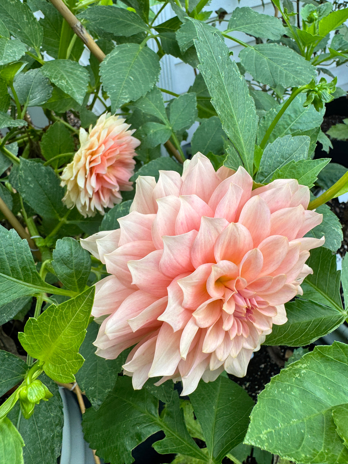 RM Peachy Pink