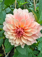 RM Peachy Pink