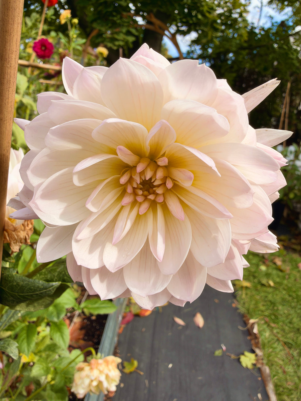 Hollyhill Lilibet