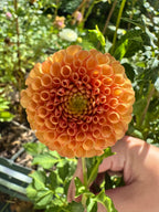 Amber Queen