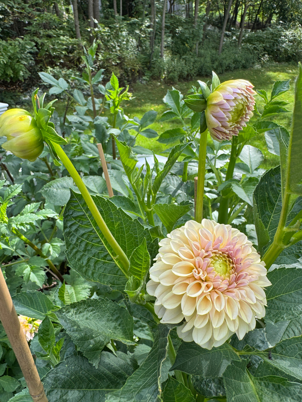 KA’s® Cinder Rose