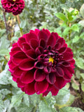 Ferncliff Ebony