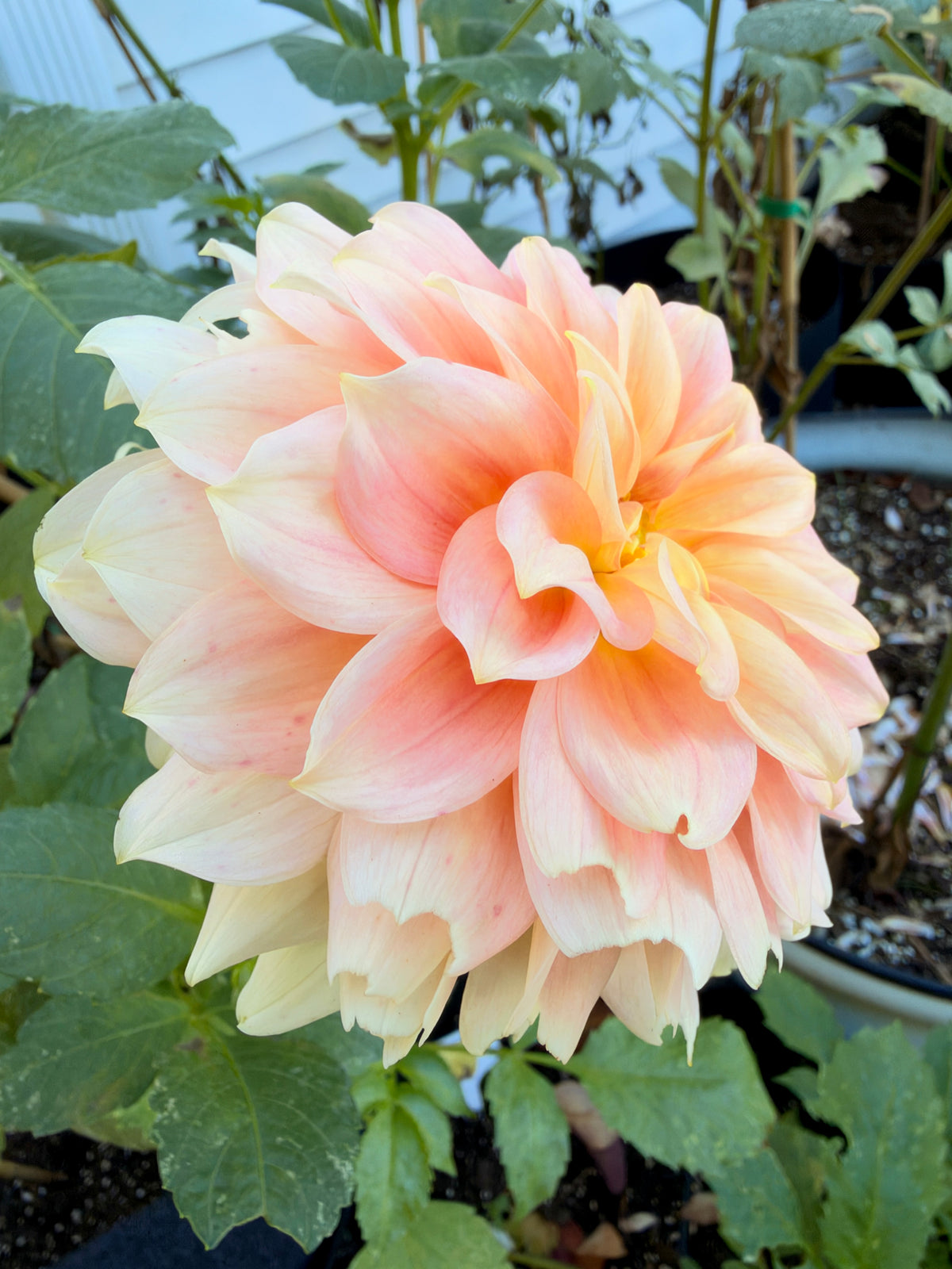 RM Peachy Pink