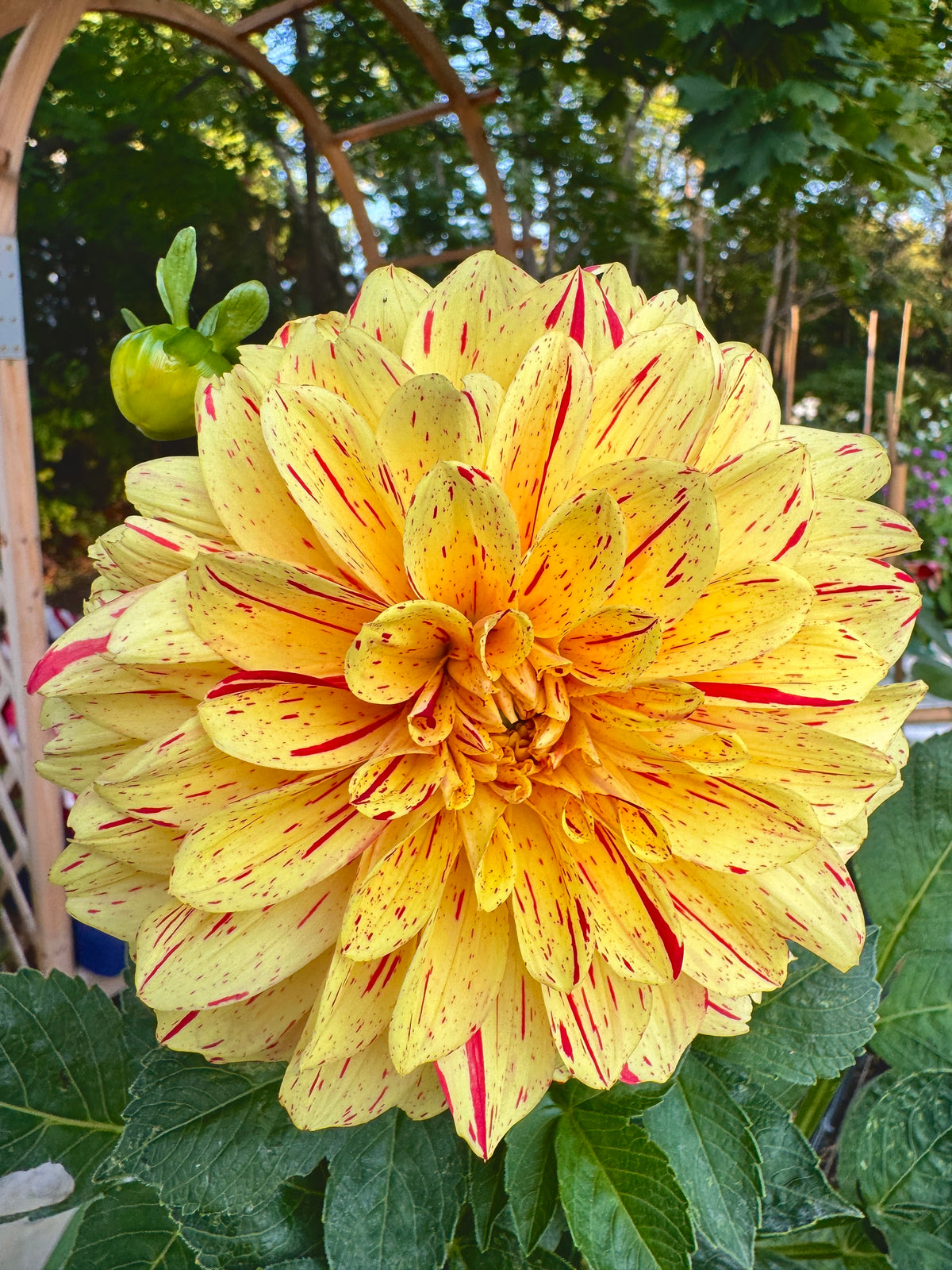 Gloriosa